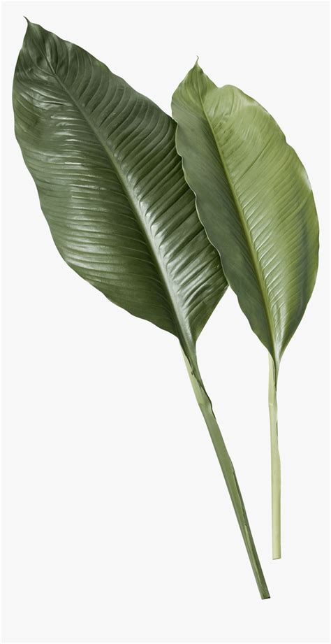 Transparent Banana Leaf Png Real Tropical Leaves Png Png Download