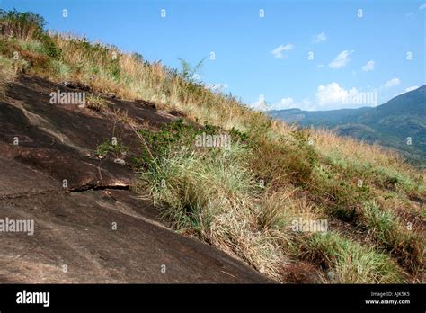 The Grass Covered Slope Of A Hill Marayoor Kerala India Stock Photo