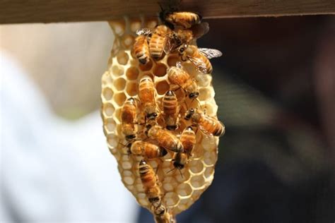 Integrating Beekeeping With Permaculture The Permaculture Research Institute