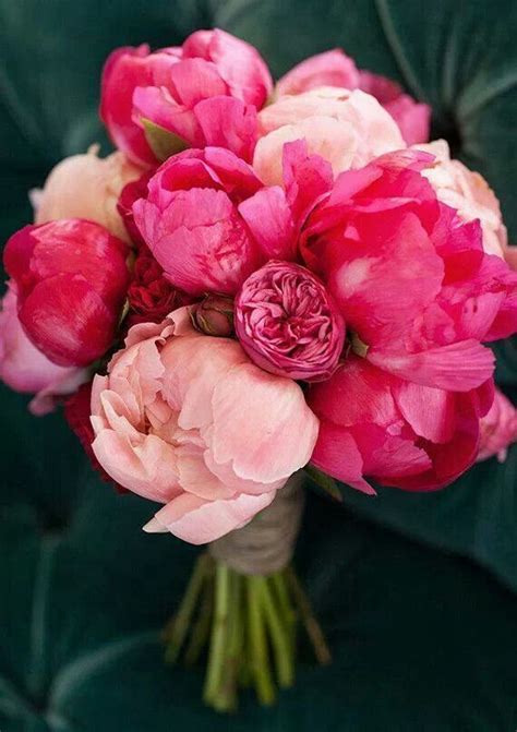 Tutte le soluzioni per sono simili alle rose per cruciverba e parole crociate. Mazzo romantico (con immagini) | Peonie bouquet da sposa, Coltivare i fiori, Fiori