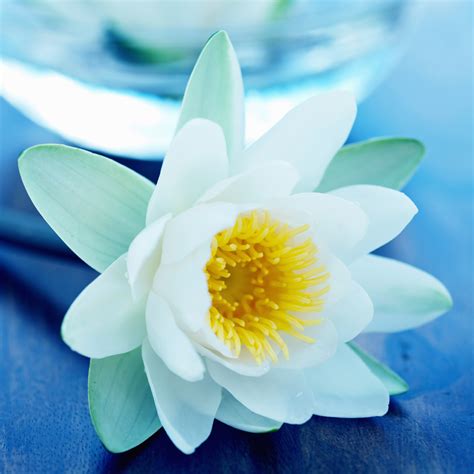 Blue Lotus Spa Fragrance Oil 840 Crafters Choice