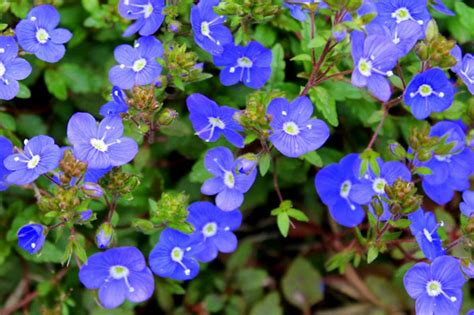 Add these beautiful flowers to the candytuft: Top 5 Early Spring Perennials | Fairview Garden Center