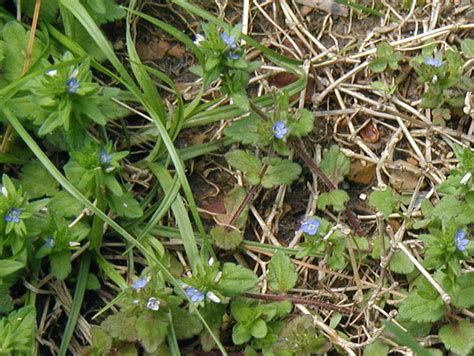What Are These Tiny Blue Flowers In The Yard