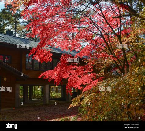 Beautiful Countryside Autumn Scene In Karuizawa Japan Karuizawa Is An