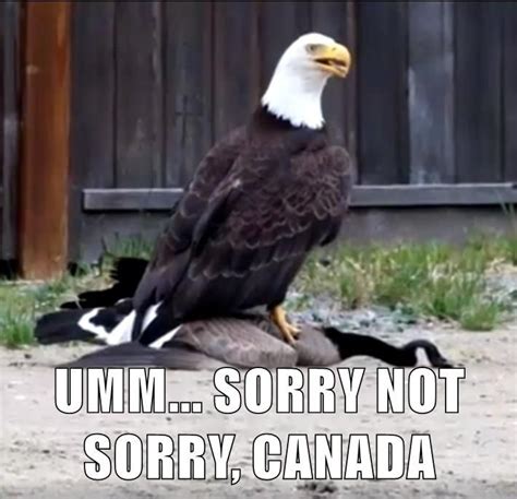 The Eagle Has Landed On Top Of A Canadian Goose Funny Memes Funny