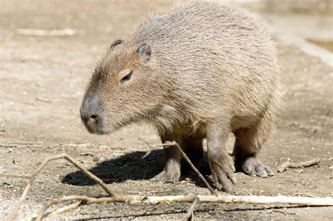 Capybara Stock Image Image Of America Nature Animal