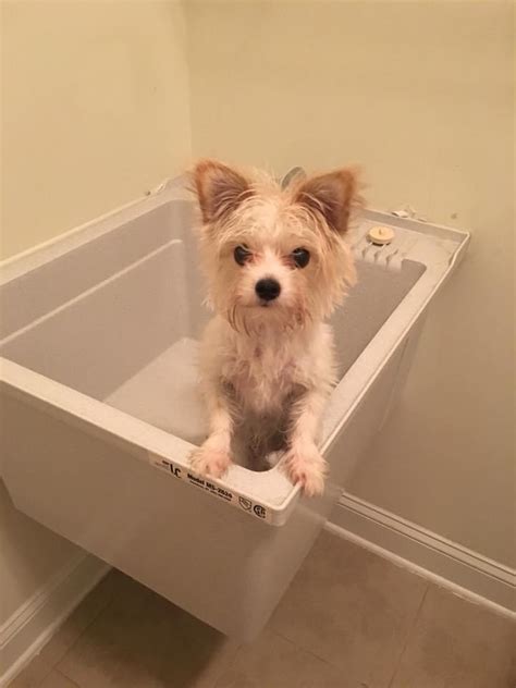How To Bathe A Puppy Get Your Puppy Used To Baths