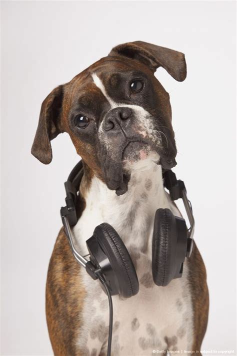 Boxer Dog With Headphones Dog Pinterest