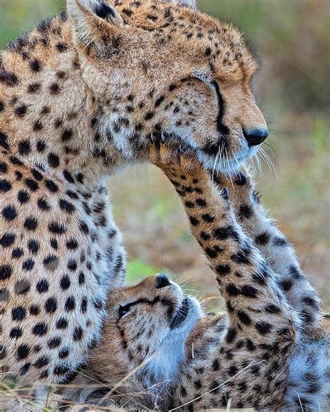 Cute Little Cheetah Kitten Having Fun With Her Mom ♥️ So Much Affection