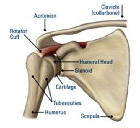What You Should Know About The Shoulder Shoulder Injury Causes