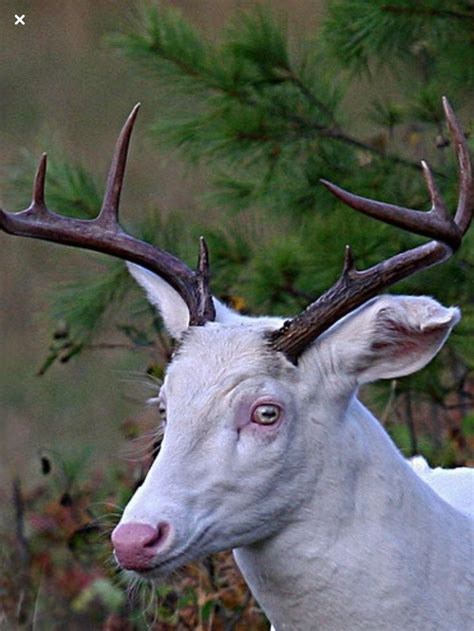 A Close Up Of A Deer With Antlers On Its Head