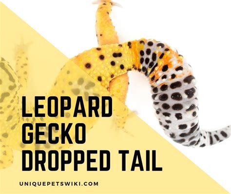 Leopard Gecko Dropped Tail Reasons Why This Happens