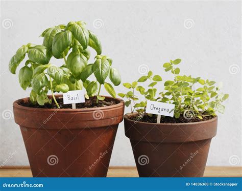 Basil And Oregano Stock Photo Image Of Spice Text Plants 14836368