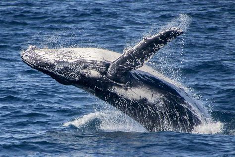 Why Do Humpback Whales Migrate North Sea World Cruises