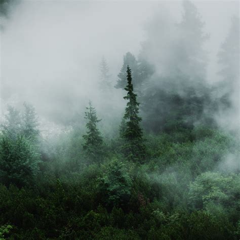Forest Fog In Forest In 2020 Beautiful Nature Nature Forest