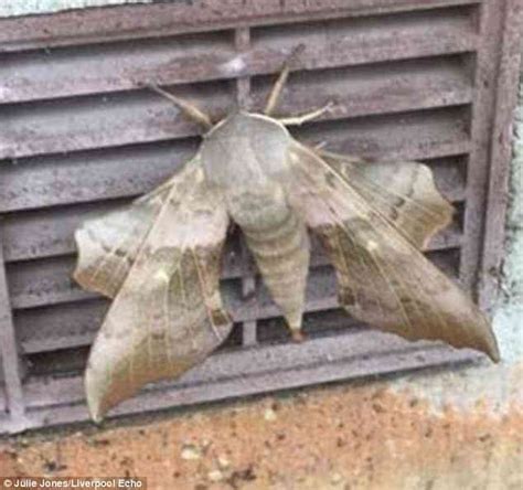 Giant Sex Hungry Moths Spotted Across The Wirral Daily Mail Online