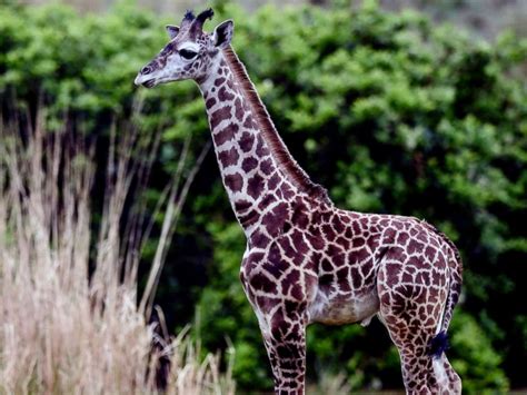 Meet Jabari The Giraffe Calf Who Just Joined Disneys Animal Kingdoms