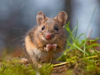 Mice Mouse Animal Mr