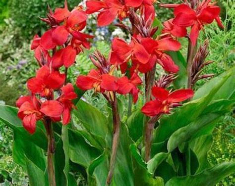 The President Canna Lily Bulb 1 Per Order Etsy Lily Bulbs Canna
