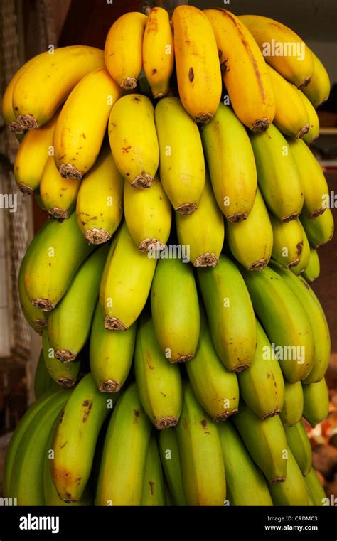 Plátano Musa Paradisiaca Musa X Paradisiaca En El Mercado De