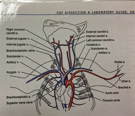 Cat dissection lab report at the conclusion of the cat dissection systems (meaning each system will be individually labeled like you would label a section of any other lab pulmonary arteries, pulmonary veins, coronary arteries, cardiac veins, brachial artery & vein. Semara's Mystifying Anatomy: The Veins and Arteries Below ...
