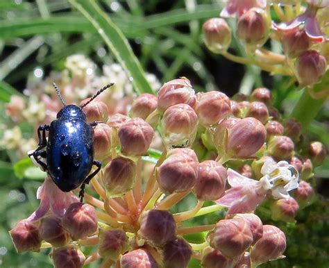 cobalt milkweed beetle chrysochus cobaltinus on narrow lea… flickr