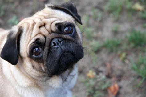 The quantity may vary from one pug to another. What Is The Best Dog Food for Pugs?