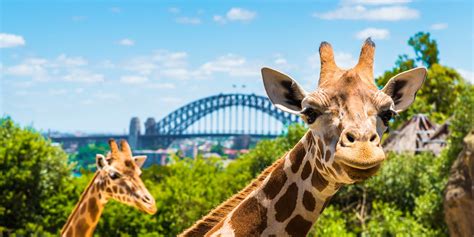 A park where live animals are exhibited. Taronga Zoo | Pre-Purchase Your Tickets - The Big Bus