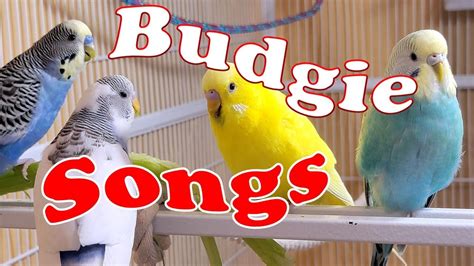 8 Hr Joyful Parakeets Playing Eating And Singing Budgies Chirping Help