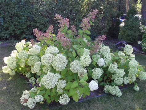 Die hortensie zählt zu den beliebtesten pflanzen in deutschen gärten. Hortensien (Hydrangea) im Herbst - Gartenelfe