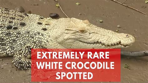 Extremely Rare White Crocodile Spotted In Australias Adelaide River