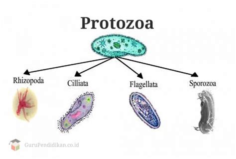 Protozoa Pengertian Morfologi Habitat Ciri Reproduksi