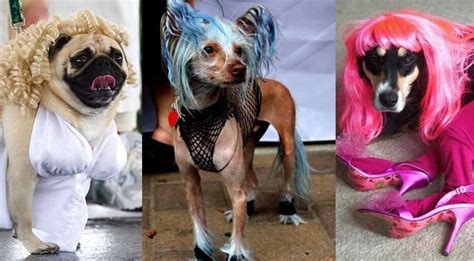 Webmasters, you can add your site in. Zoophilie au Danemark : de plus en plus de chiens se ...