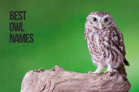 Owl Names 243 Top Ideas Incl Harry Potter Owl Petshoper
