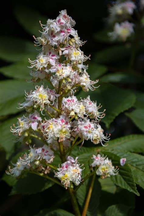 Horse Chestnut Flower Blooming In Springtime Stock Photo Image Of