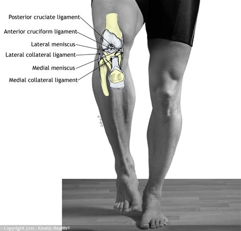This type of knee condition is usually the result of a problem. Kinetic Health - Calgary: Ligament Injuries of the Knee