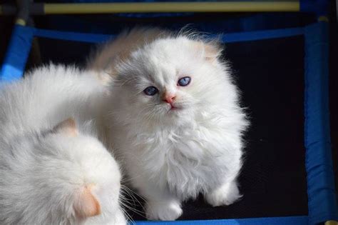 Orange and white, gray, cream, white, and striped. Healthy Munchkin Kittens For Sale | Perthshire Kilt Cattery