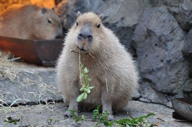 Capybara GIFs Find Share On GIPHY