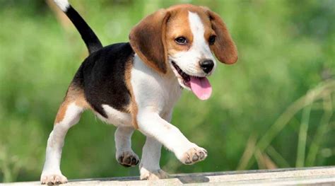 Beagle Growth Chart Male And Female Weight And Height Love Your Dog