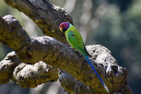The Glorious Plum Headed Parakeet Of India The Wandering Yak