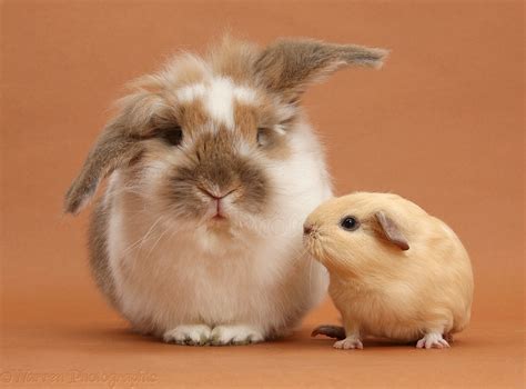 Rabbit And Baby Guinea Pig Photo Wp39638