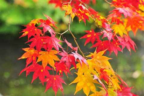 2048x1360 Autumn Leaves Flowers Branches Coolwallpapersme