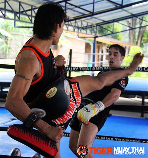 tiger muay thai massive muay thai gym to open in chiang mai