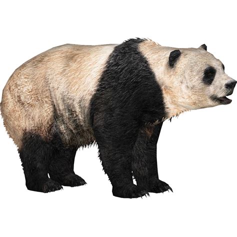 Giant Panda Tyranachu Zt2 Download Library Wiki Fandom
