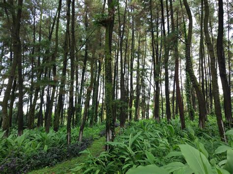 12 Gambar Hutan Pohon Cemara