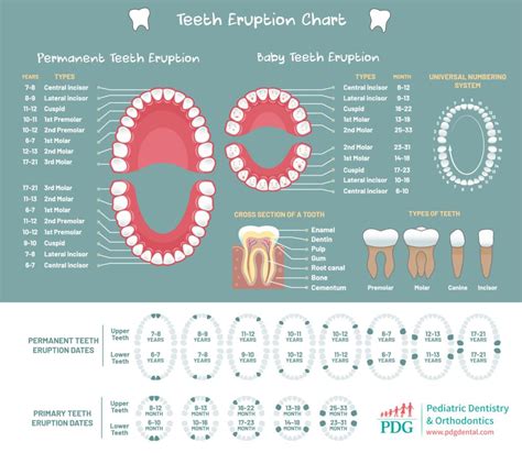 Baby Teeth Eruption Chart