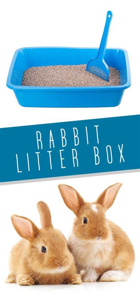 Rabbit Litter Box Choosing And Using A Bunny Litter Tray