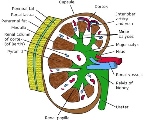 Anatomical Structure Of Kidney