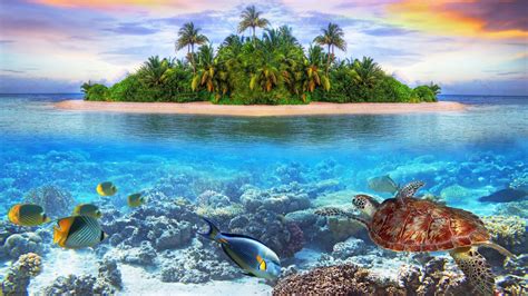 Download Maldives Fish Turtle Island Reef Nature Underwater 4k Ultra Hd