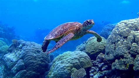 Swimmer swims in the sea. Sea Turtle Swimming Underwater Scene Coral Image Desktop ...